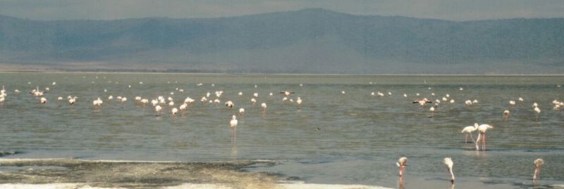 Dn-a0162-Flamingos-by Darren New.jpg