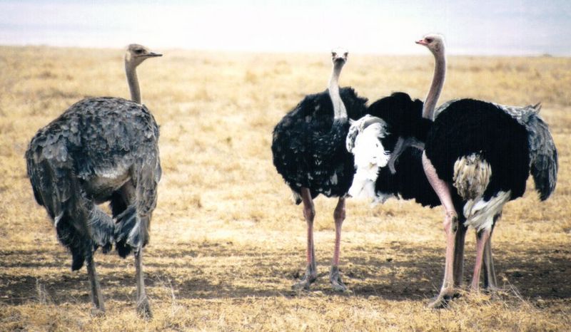 Dn-a0181-Ostriches-by Darren New.jpg