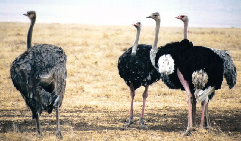 Dn-a0182-Ostriches-by Darren New.jpg