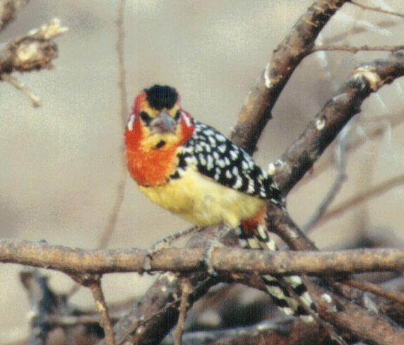 Dn-a0189-Unknown African Bird-by Darren New.jpg