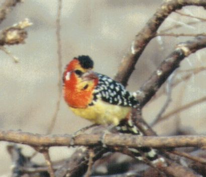 Dn-a0190-Unknown African Bird-by Darren New.jpg