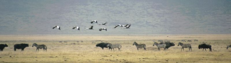 Dn-a0196-Cranes and Zebras-by Darren New.jpg