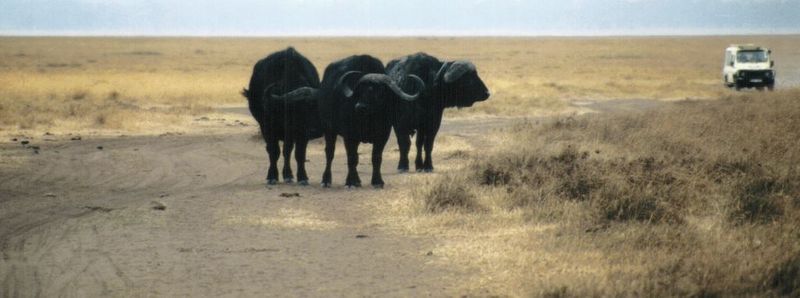 Dn-a0210-Cape Buffalos-by Darren New.jpg