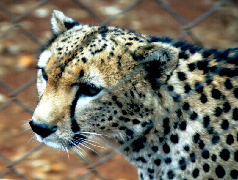 Dn-a0232-Cheetah-by Darren New.jpg