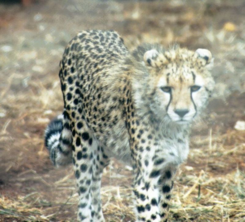 Dn-a0238-Cheetah-by Darren New.jpg