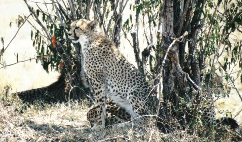 Dn-a0244-Cheetahs-by Darren New.jpg