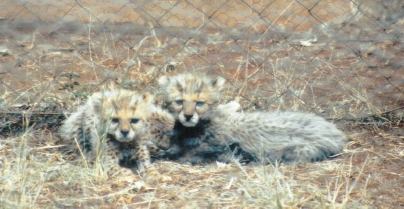 Dn-a0252-Cheetah cubs-by Darren New.jpg