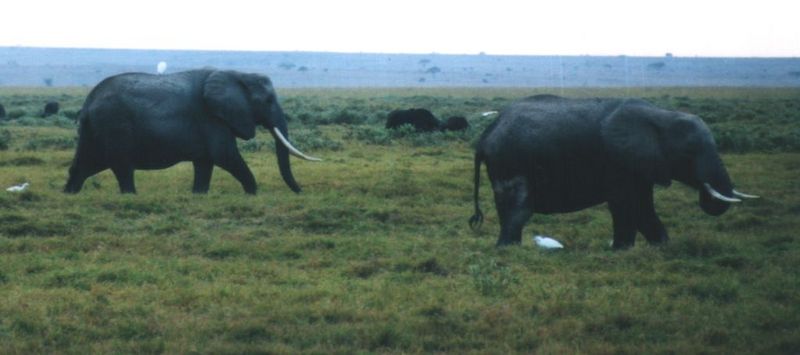 Dn-a0253-African Elephants-by Darren New.jpg