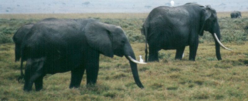 Dn-a0254-African Elephants-by Darren New.jpg