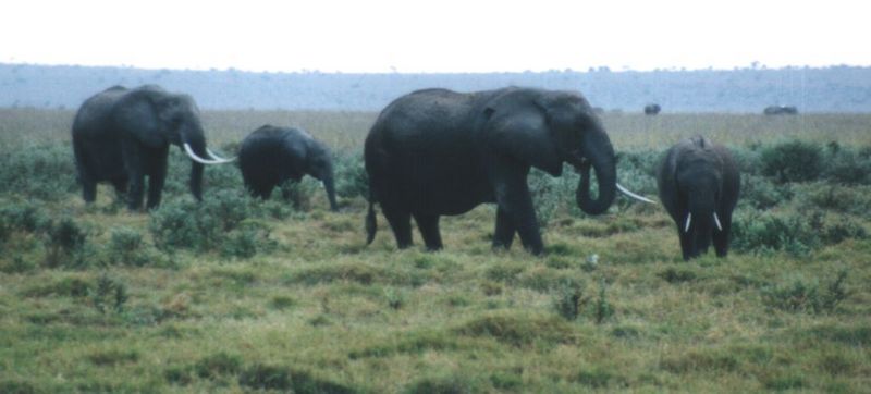 Dn-a0255-African Elephants-by Darren New.jpg