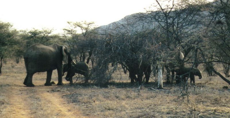 Dn-a0256-African Elephants-by Darren New.jpg