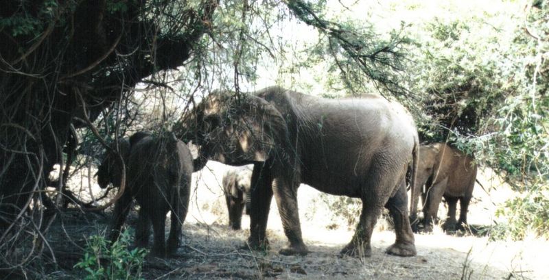 Dn-a0257-African Elephants-by Darren New.jpg