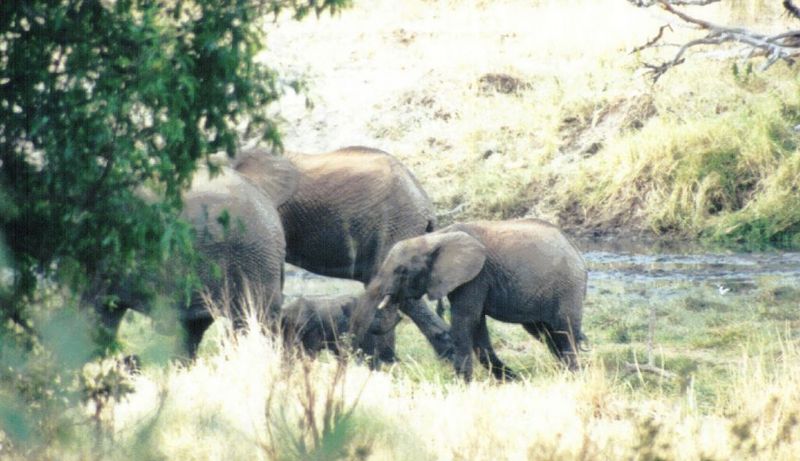 Dn-a0258-African Elephants-by Darren New.jpg