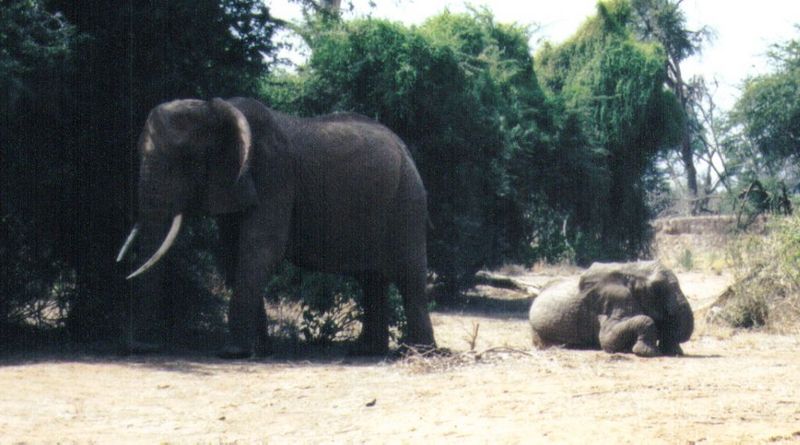 Dn-a0259-African Elephants-by Darren New.jpg