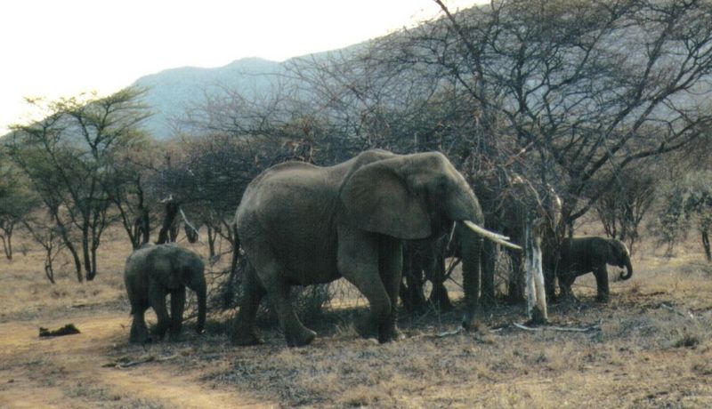 Dn-a0262-African Elephants-by Darren New.jpg