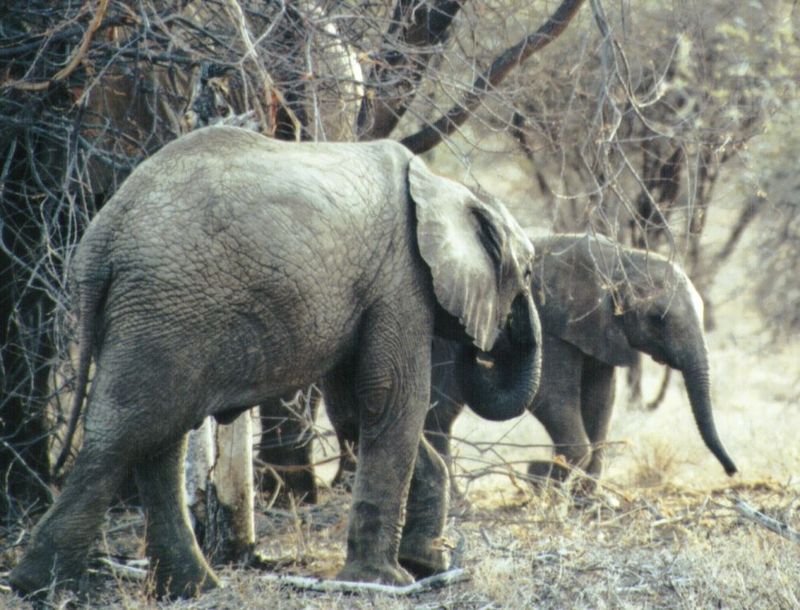 Dn-a0263-African Elephants-by Darren New.jpg
