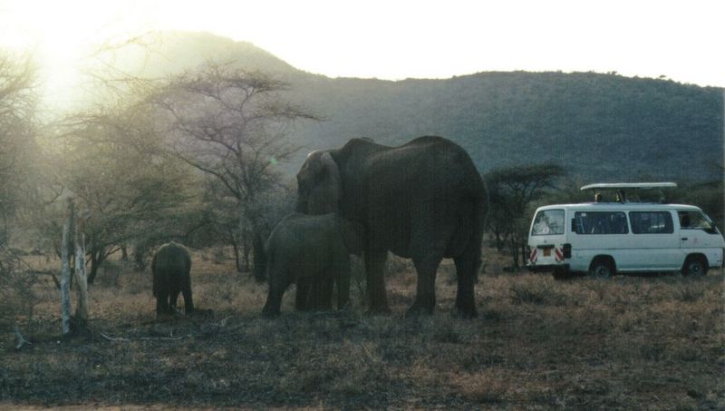 Dn-a0264-African Elephants-by Darren New.jpg