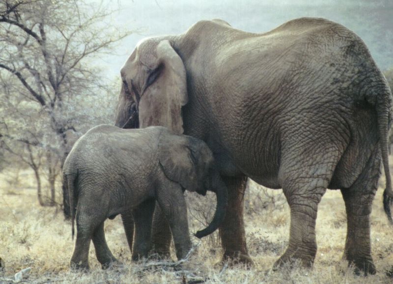 Dn-a0265-African Elephants-by Darren New.jpg