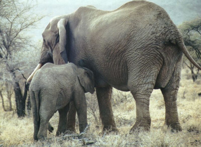 Dn-a0266-African Elephants-by Darren New.jpg