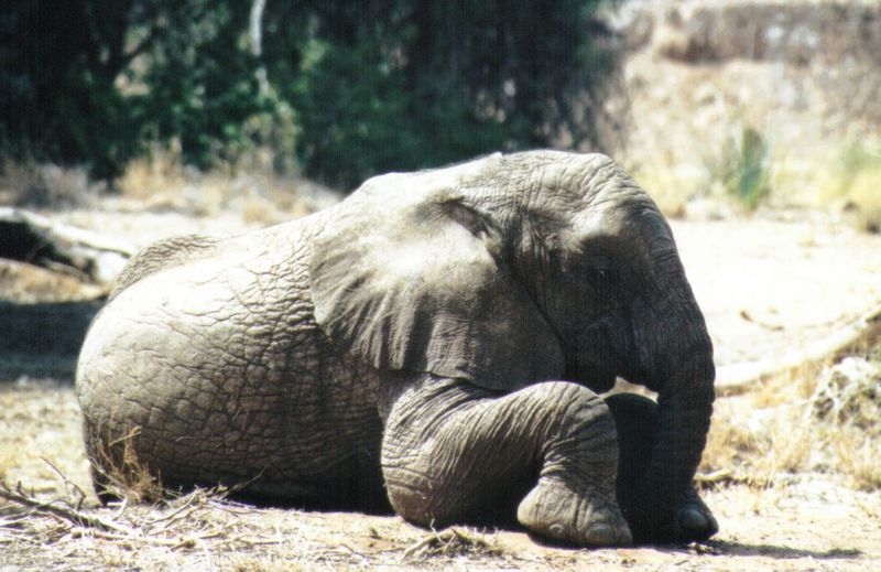 Dn-a0267-African Elephants-by Darren New.jpg