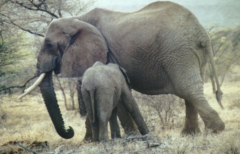 Dn-a0268-African Elephants-by Darren New.jpg