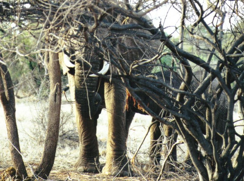 Dn-a0269-African Elephants-by Darren New.jpg