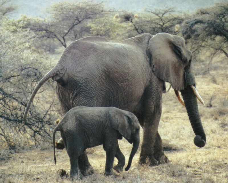 Dn-a0270-African Elephants-by Darren New.jpg