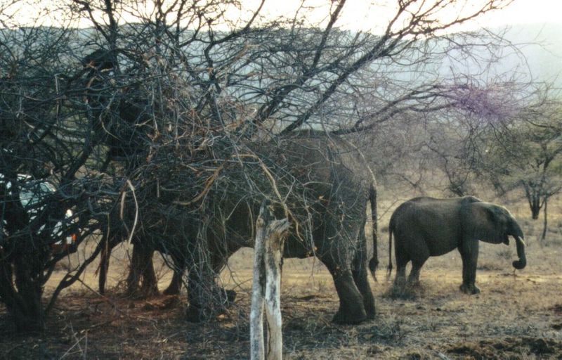 Dn-a0271-African Elephants-by Darren New.jpg