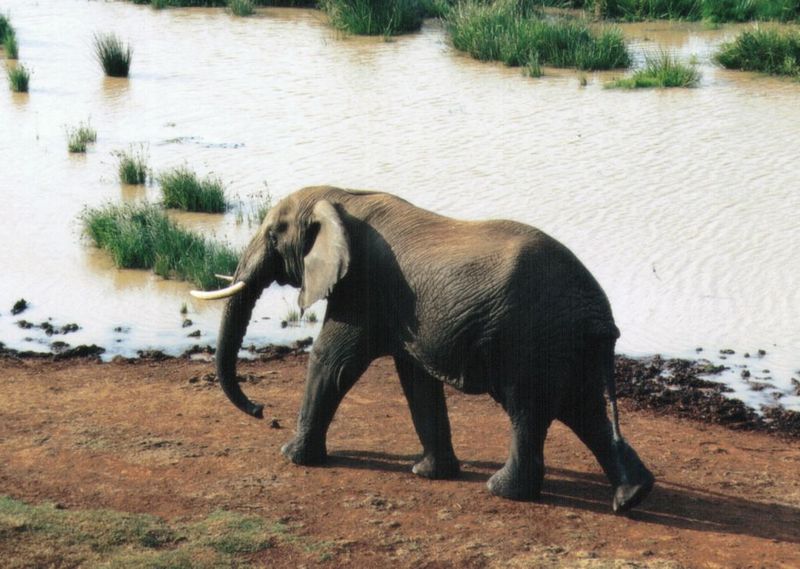Dn-a0272-African Elephants-by Darren New.jpg