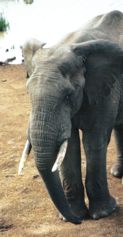 Dn-a0273-African Elephants-by Darren New.jpg