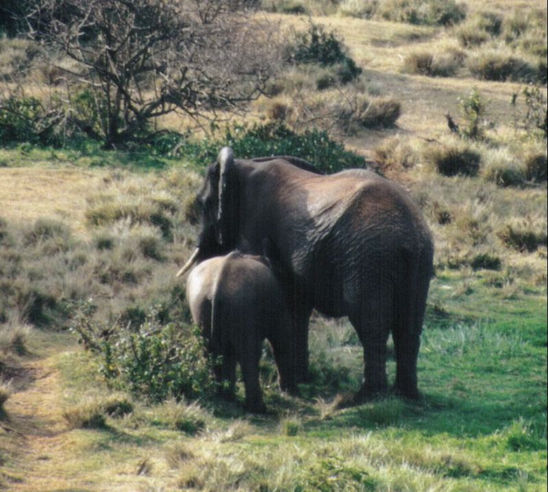 Dn-a0274-African Elephants-by Darren New.jpg
