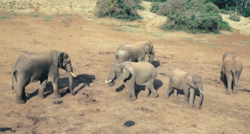 Dn-a0275-African Elephants-by Darren New.jpg