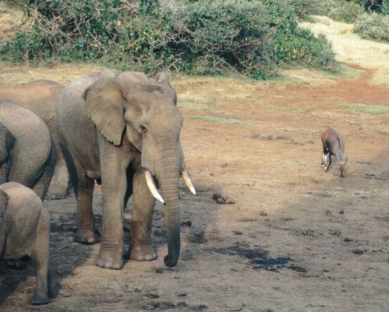 Dn-a0276-African Elephants-by Darren New.jpg