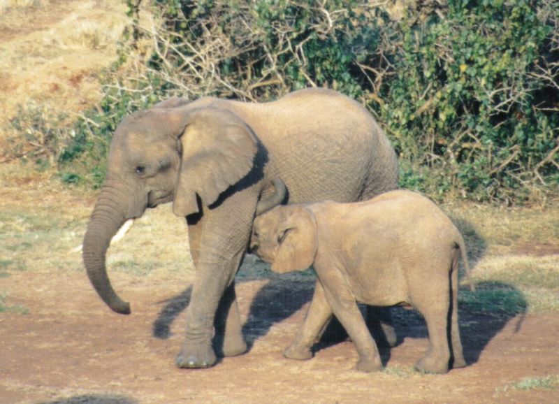 Dn-a0278-African Elephants-by Darren New.jpg