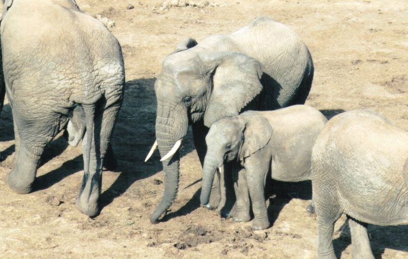 Dn-a0279-African Elephants-by Darren New.jpg