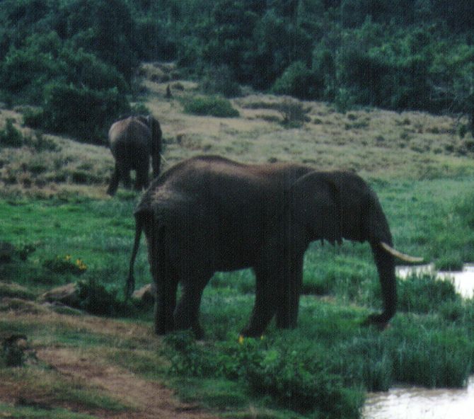 Dn-a0280-African Elephants-by Darren New.jpg
