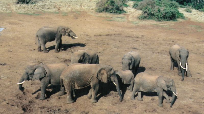 Dn-a0281-African Elephants-by Darren New.jpg
