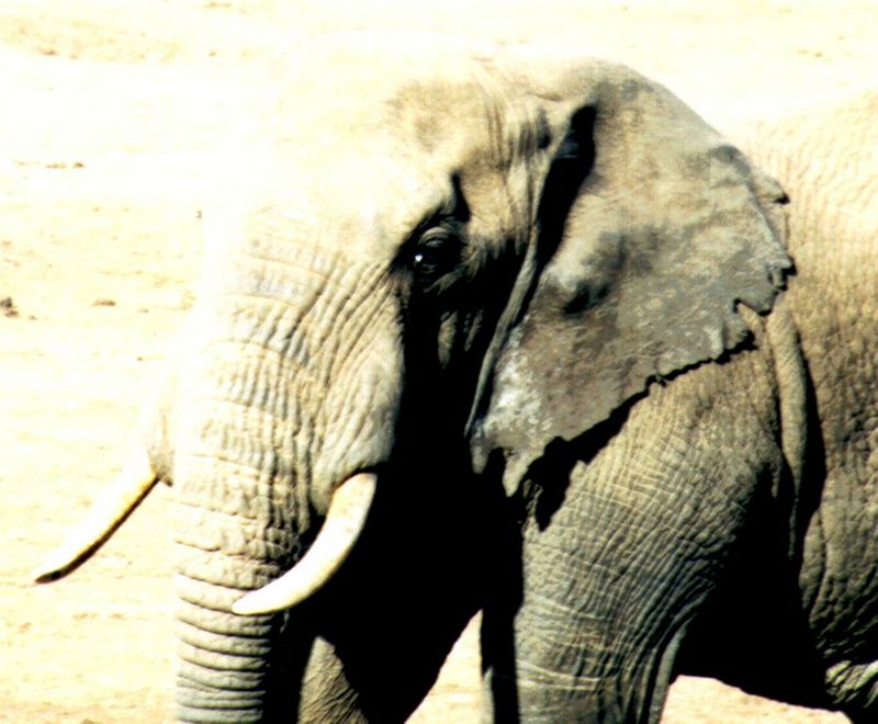 Dn-a0282-African Elephants-by Darren New.jpg