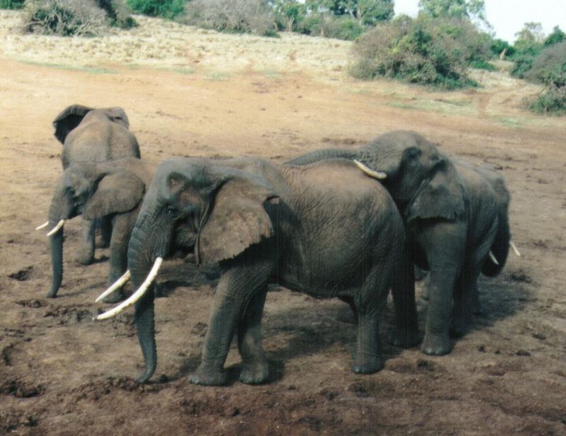 Dn-a0283-African Elephants-by Darren New.jpg