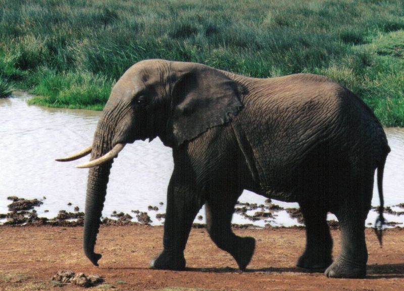 Dn-a0284-African Elephants-by Darren New.jpg