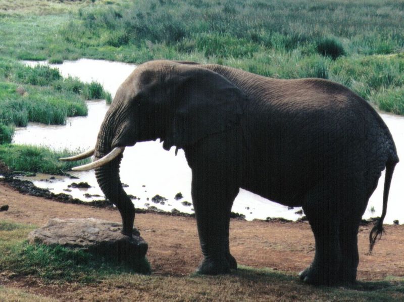 Dn-a0285-African Elephants-by Darren New.jpg