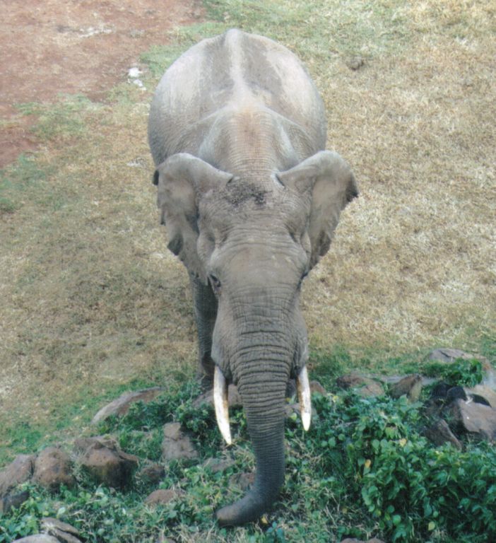 Dn-a0286-African Elephants-by Darren New.jpg