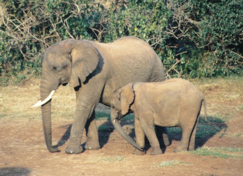 Dn-a0287-African Elephants-by Darren New.jpg