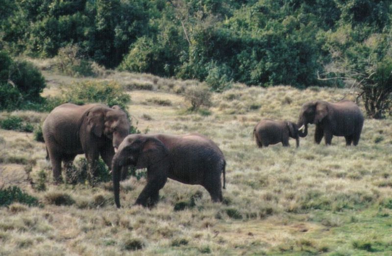 Dn-a0288-African Elephants-by Darren New.jpg