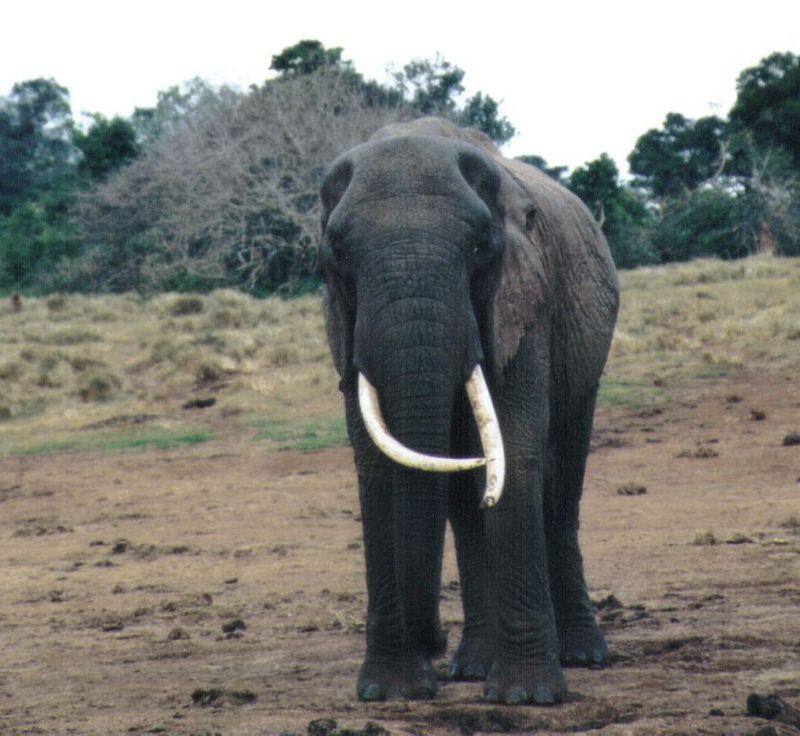 Dn-a0289-African Elephants-by Darren New.jpg