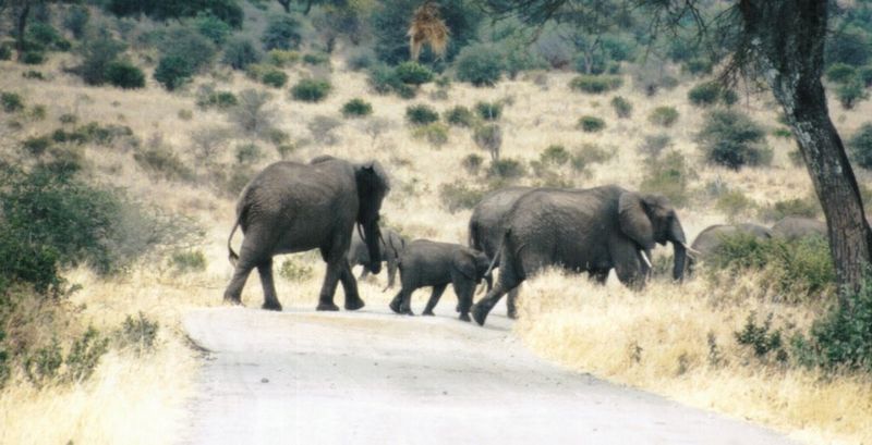 Dn-a0290-African Elephants-by Darren New.jpg