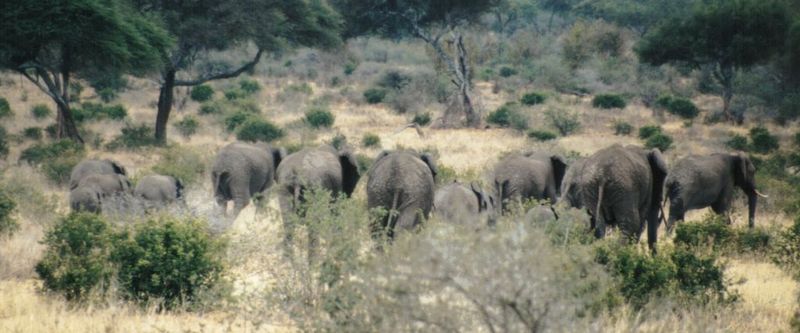 Dn-a0292-African Elephants-by Darren New.jpg