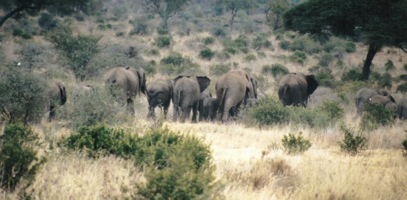 Dn-a0293-African Elephants-by Darren New.jpg