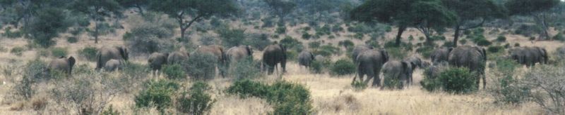 Dn-a0294-African Elephants-by Darren New.jpg