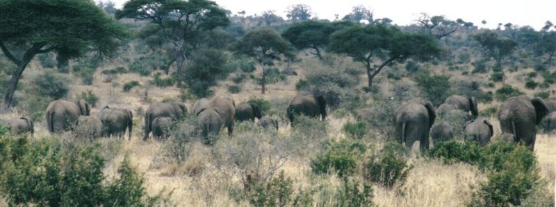 Dn-a0295-African Elephants-by Darren New.jpg